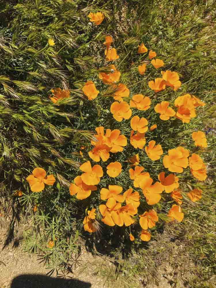 Mexican Gold Poppy