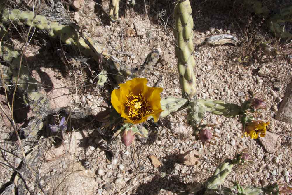 Buckhorn Cholla