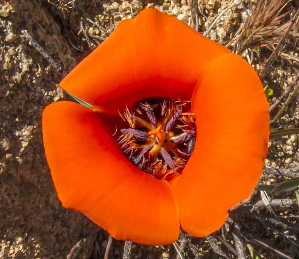 Desert Mariposa