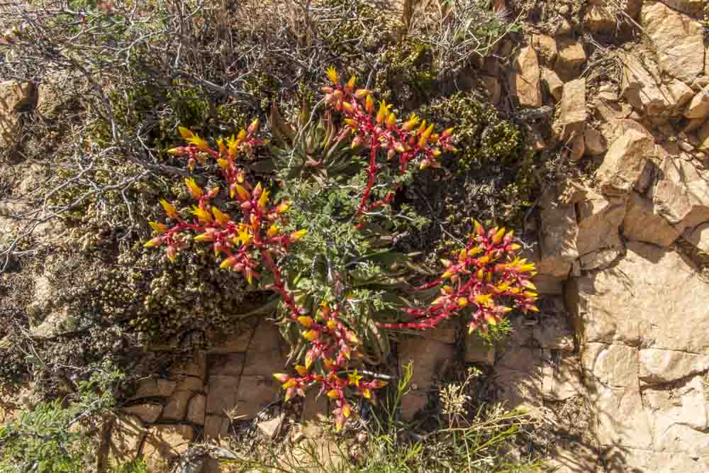 Rock Echeveria