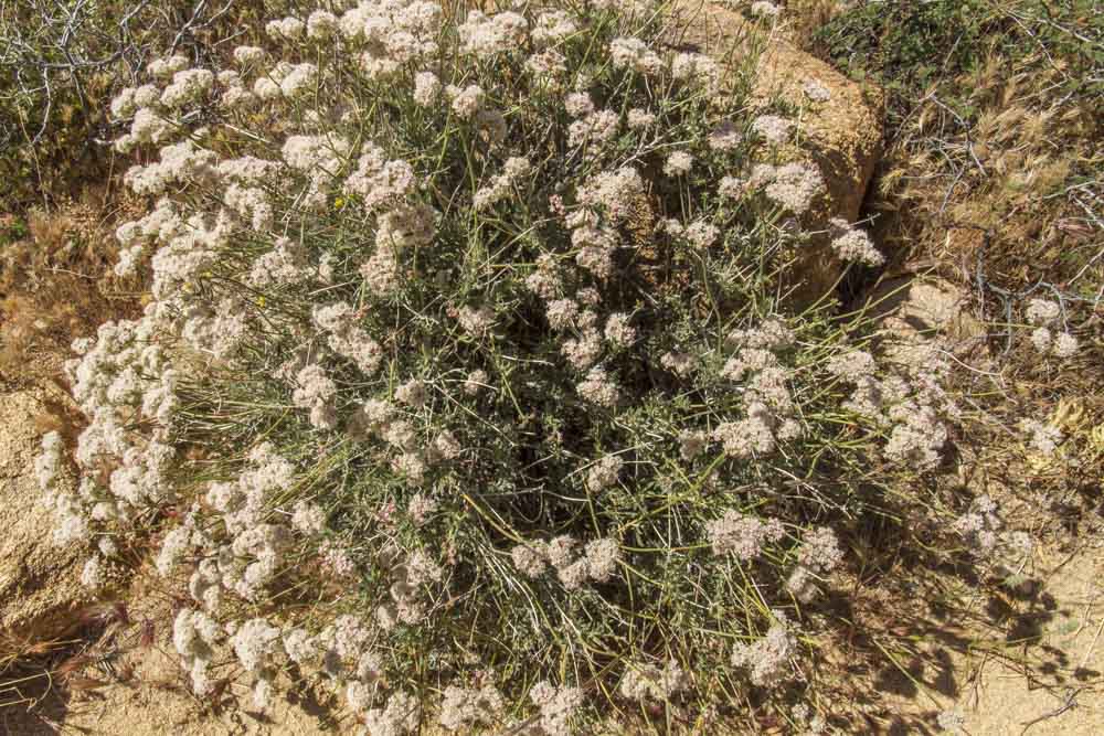 Flat-Top Buckwheat