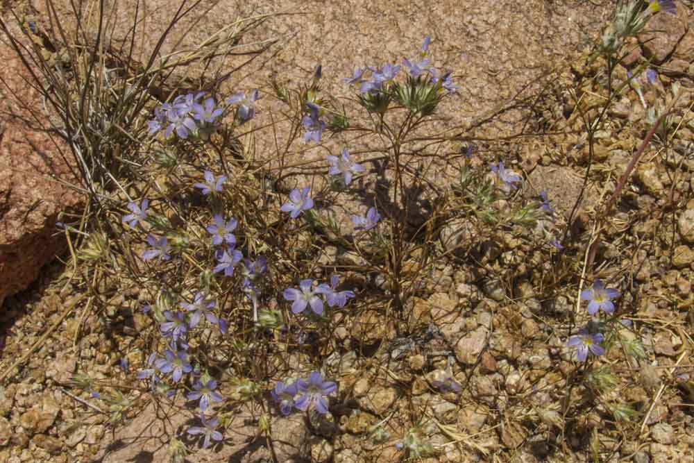 Lesser Yellow Throated Gilia